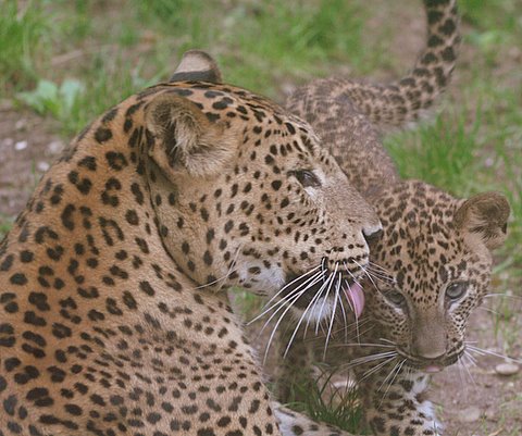 Potentieel Vijandig Snooze Panter of Luipaard (Panthera Pardus) - Wild Cats Magazine