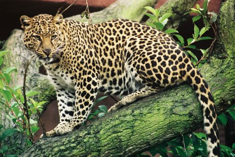 slijtage Ijsbeer partij Panter of Luipaard (Panthera Pardus) - Wild Cats Magazine