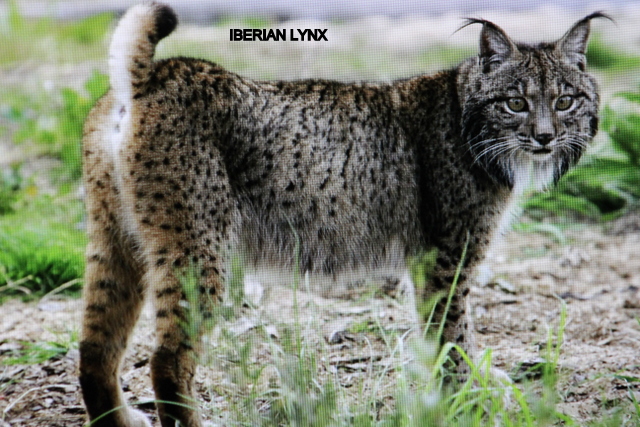 Iberische lynx